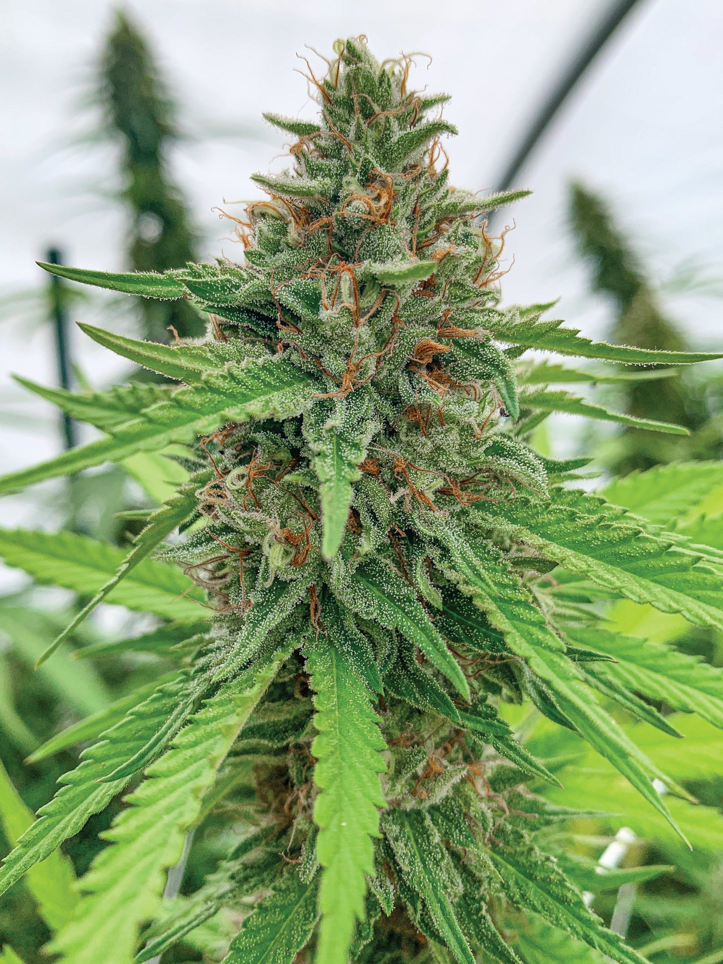 Deep Search Selections | Andromeda Haze | Cannabis Seeds | Regular