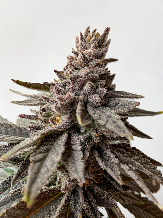 Deep Search Selections | Jungle Queen | Cannabis Seeds | Regular